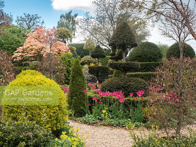 The Laskett Gardens - The diverse topiary in the Serpentine Walk comprising of Taxus baccata and Buxus together with many other trees shaped into interesting shapes and forms. Pink tulipa adds some extra spring colour.