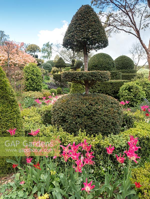 The Laskett Gardens - The diverse topiary in the Serpentine Walk comprising of Taxus baccata and Buxus together with many other trees shaped into interesting shapes and forms. Pink tulipa adds some extra spring colour.