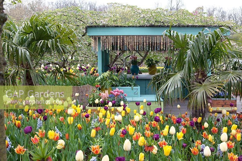 Field of mixed coloured tulips and palmtrees with beachbar in the background. Beach-inspiration garden at Keukenhof 2017.