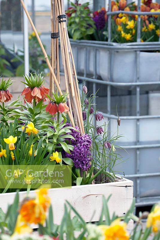 Wooden crate filled with with tulips, hyacinths and Fritillaria imperialis. Vintage greenhouse-inspiration garden at Keukenhof 2017.