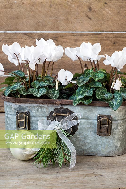 White cyclamen coum in metal container