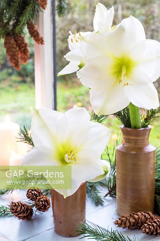 White Amaryllis in pottery vases with cones