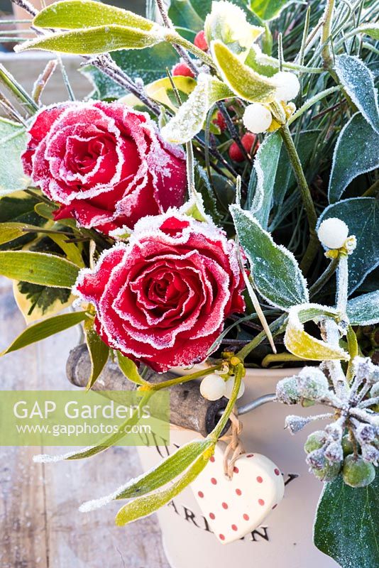 Frosty red roses with christmas foliage in rustic cream bucket