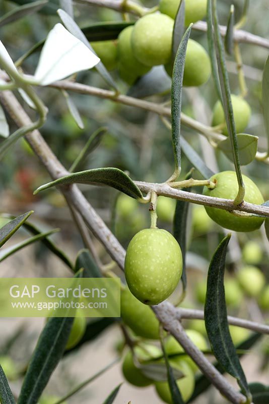 Olea - olive tree. The Norfolk Olive Tree Company