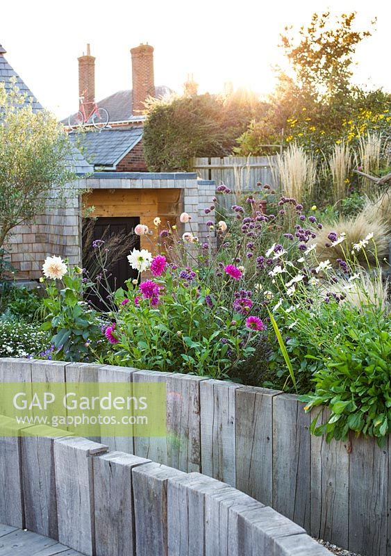 Wooden raised flower bed with late summer mixed border behind in sunset, Jo Thompson garden Design, Ticehurst, East Sussex 