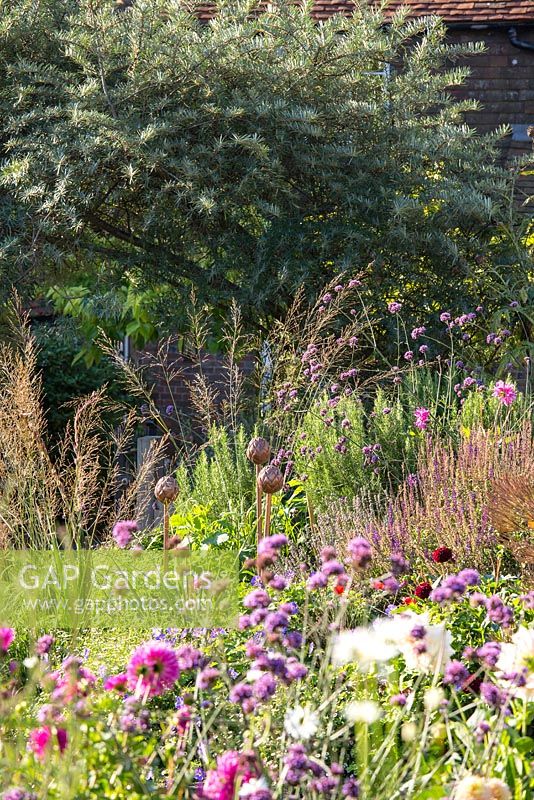 Late summer mixed border and olive tree. Jo Thompson garden Design. Ticehurst, East Sussex 