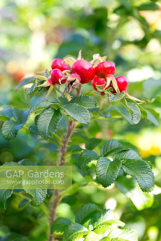 Rosa rugosa 'Alba'. Jo Thompson garden Design.  Ticehurst, East Sussex 