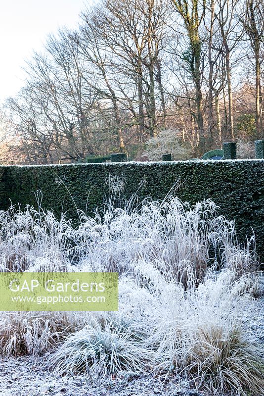 The New Garden. Deschampsia cespitosa ' Bronzeschleier', Miscanthis sinensis 'Fener Osten'. Hedge of Taxus baccata. View to the wood.Veddw House Garden, Devauden, Monmouthshire, Wales. UK. Garden designed and created by Anne Wareham and Charles Hawes. January.