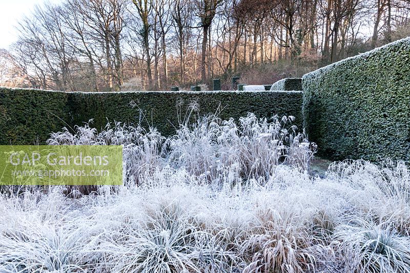 The New Garden. Deschampsia cespitosa ' Bronzeschleier', Miscanthis sinensis 'Fener Osten'. Hedge of Taxus baccata. View to the wood. Veddw House Garden, Devauden, Monmouthshire, Wales. UK. Garden designed and created by Anne Wareham and Charles Hawes. January.