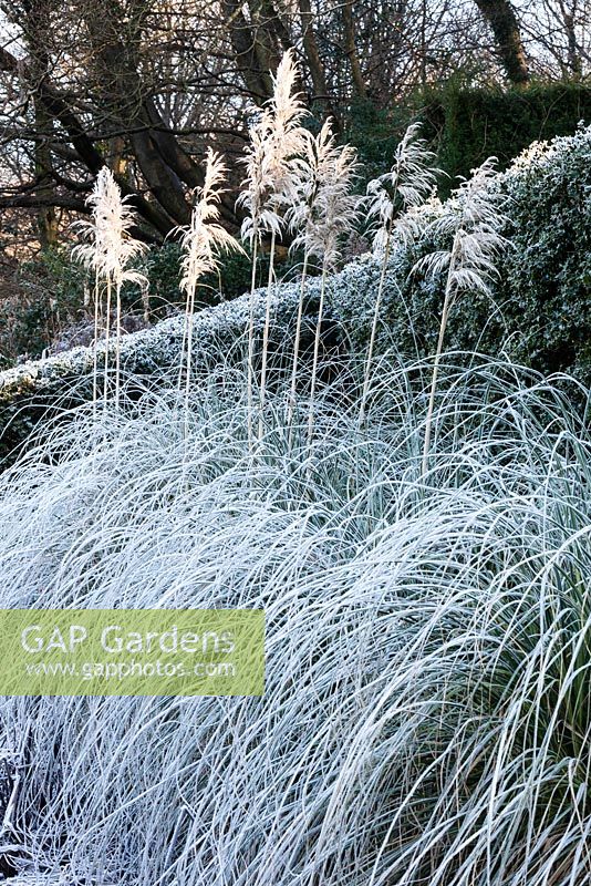 Cortaderia sellons 'Sunningdale Silver' in front of hedge of Ilex aquifolium. Veddw House Garden, Devauden, Monmouthshire, Wales. UK. Garden designed and created by Anne Wareham and Charles Hawes. January.