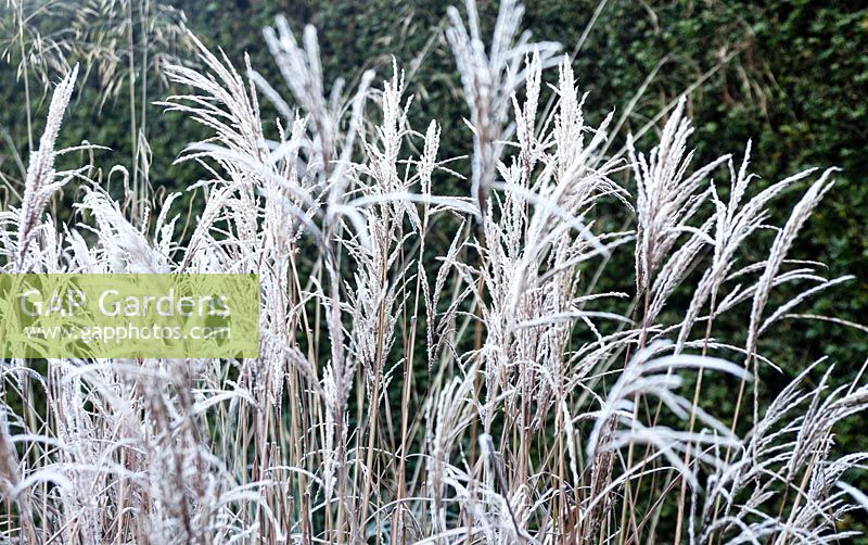 Miscanthus sinensis 'Ferner Osten' in the New Garden. Veddw House Garden, Monmouthshire, Wales, UK. November. Garden designed and created by Anne Wareham and Charles Hawes