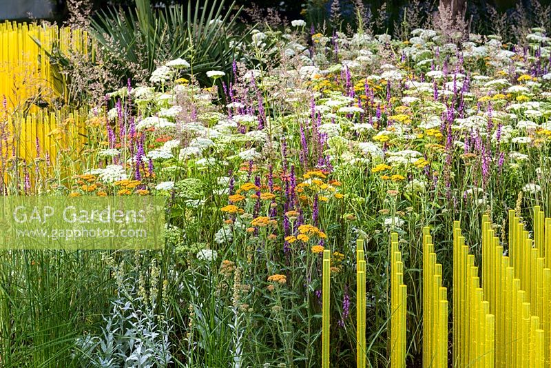 Mixed planting with Achillea, Salvia nemorosa 'Amethyst', Cenolophium and grasses including Deschampsia and Calamagrostis - contrasting with yellow rods in The World Vision Garden. RHS Hampton Court Palace Flower Show 2015. Designer John Warland.