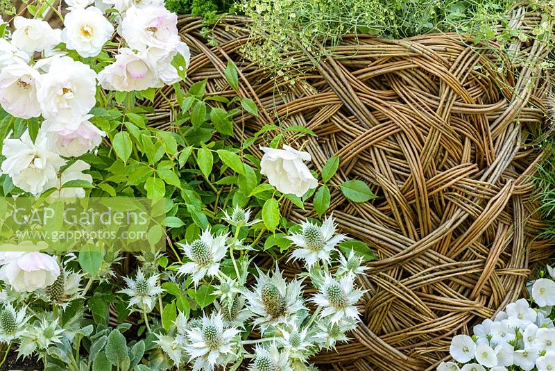 Eryngium giganteum and Rosa 'Iceberg' next to woven willow raised bed planted with Buckleaf Sorrel - Living Landscapes 'City Twitchers' Garden, RHS Hampton Court Flower Show 2015. Designed by Sarah Keyser. CouCou Design
