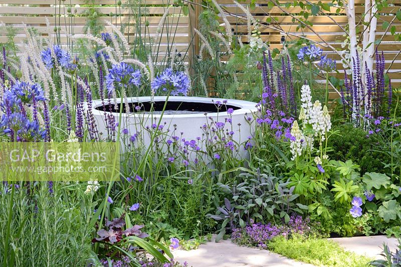 Mixed planting in purples, blues and whites with Salvia nemorosa 'Caradonna', Pennisetum orientale 'Tall Tails', Agapanthus africanus 'Midnight Star' and 'Verbena rigida around a circular stone water feature - The Wellbeing of Women Garden. RHS Hampton Court Flower Show 2015. The Wellbeing of Women Garden. RHS Hampton Court Flower Show 2015. Designers: Wendy von Buren, Claire Moreno, Amy Robertson.