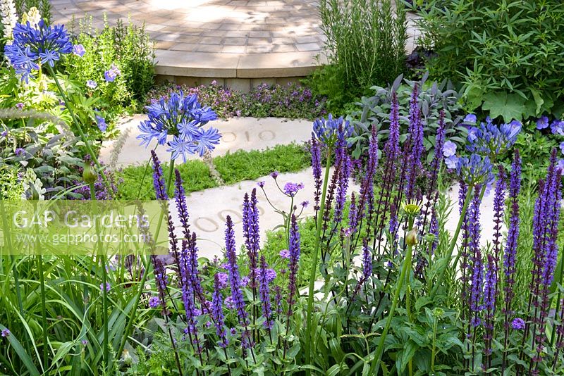 Mixed planting in  blues with Salvia nemorosa 'Caradonna', Agapanthus africanus 'Midnight Star' and Thymus serpyllum and Salvia officinalis 'Purpurea' along the stepping stones. The Wellbeing of Women Garden. RHS Hampton Court Flower Show 2015. The Wellbeing of Women Garden. RHS Hampton Court Flower Show 2015. Designers: Wendy von Buren, Claire Moreno, Amy Robertson