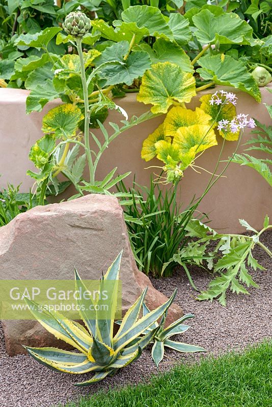 The Three Sisters Bed with three crops:  maize, Pea 'Douce Provence', squash, Agave americana and globe artichoke. African Vision: Malawi Garden. RHS Hampton Court Flower Show 2015. Designed by Gabrielle Evans