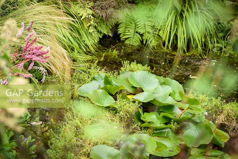 Nymphea - Water Lily in pond surrounded by ferns, Stipa tenuissima and pink persicaria. in The Normandy Impressionist Garden,  RHS Hampton Court Flower Show 2015. Designed by James Priest. Gold