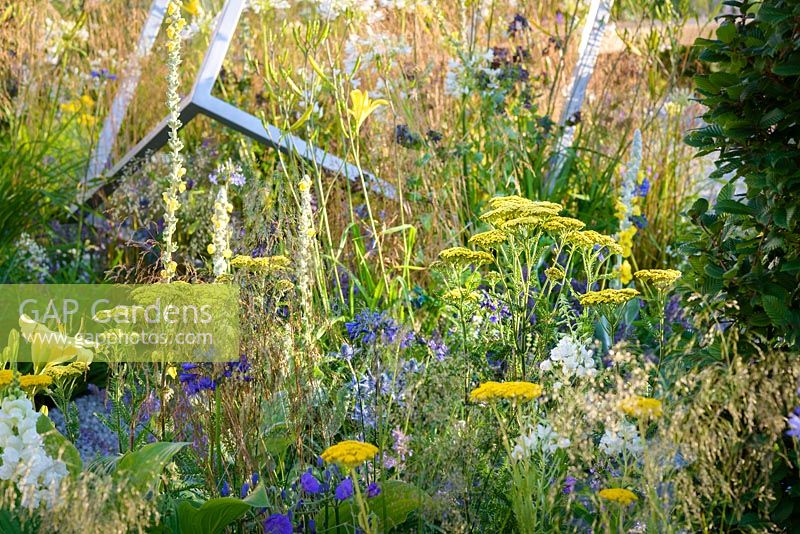 Ornamental metal structures and planting of  yellow, white and blue flowers: Agapanthus africanus 'Albus', Cerinthe major 'Purpurascens', Eryngium x zabelii, Geranium 'Roxanne Gerwat', Nepata racemosa 'Walker's Low', Cosmos, Verbascum bombyciferum and grasses in Unique: The Rare Chromosome Disorder Garden at RHS Hampton Court Flower Show 2015. Designed by Catherine Chenery and Barbara Harfleet