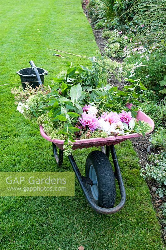 Wheelbarrow with garden waste September