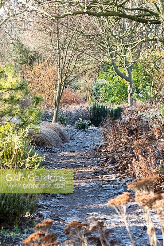 Frosted path leading through a woodland area with Carex flagellifera 'Auburn Cascade', Acer forrestii 'Sparkling' and Taxus baccata 'Icicle' in background