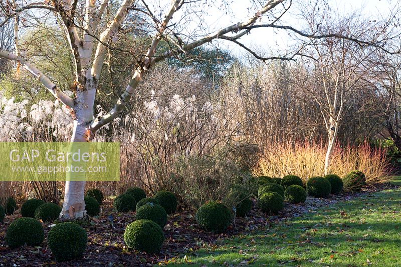 Betula ermanii 'Grayswood Hill' underplanted with balls of Buxus sempervirens, Miscanthus 'Silberfeder', Betula ermanii underplanted with Cornus sanguinea 'Midwinter Fire'