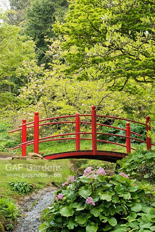 Red Japanese-style bridge over a stream with Bergenia and Magnolia in background