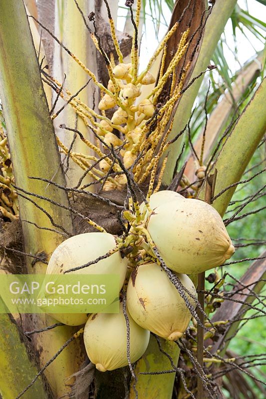 Cocos nucifera - coconut