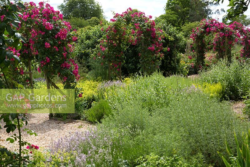 Rosa 'American Pillar' and a gravel herb garden