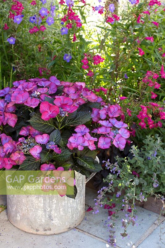 Reclaimed container of hydrangea with penstemon and gernaiums