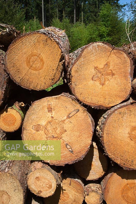 Pinus syvestris - Scots Pine. Recently felled log stack. Close view of felled logs showing annual rings.
