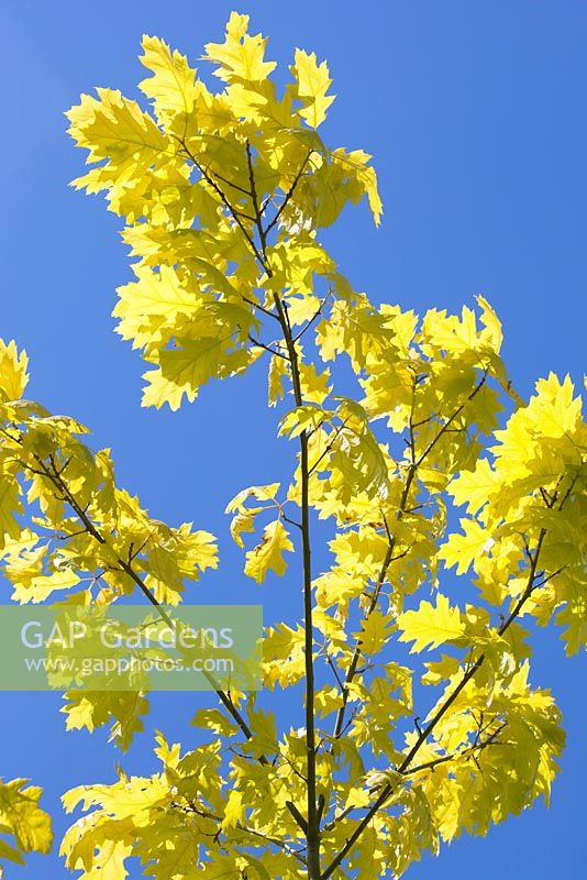Quercus rubra 'Bolte's Gold' - A group of branches with freshly opened leaves set against a blue sky
