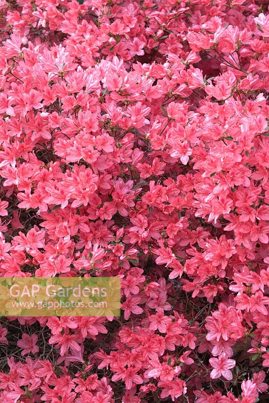 Rhododendron 'Kaempferi' 