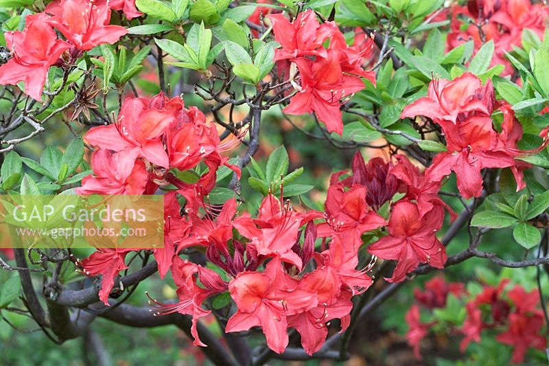 Rhododendron 'Lady Roseberry'