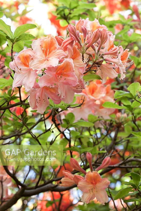 Rhododendron 'Madeleine'