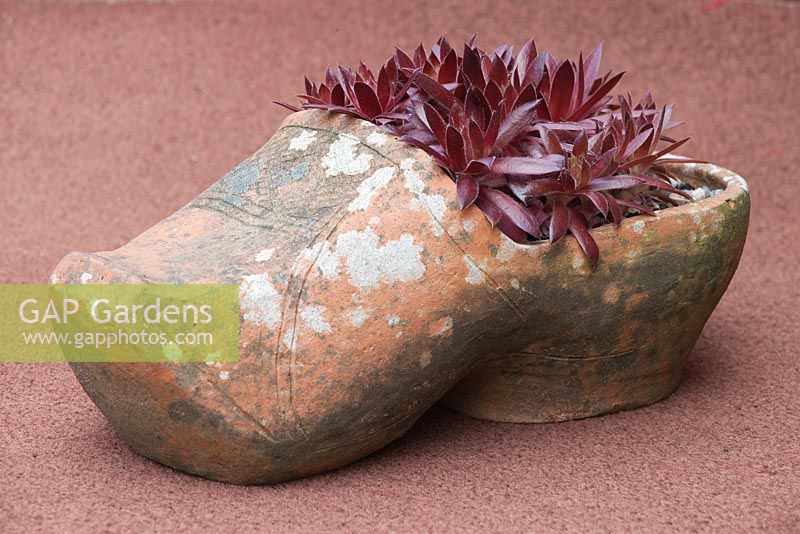 Sempervivum planted in a clayware clog
