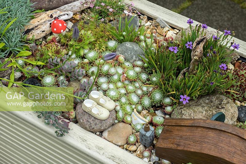 Details of Sempervivum including arachnoideum and Rhodohypoxis planted in a container with ornaments.