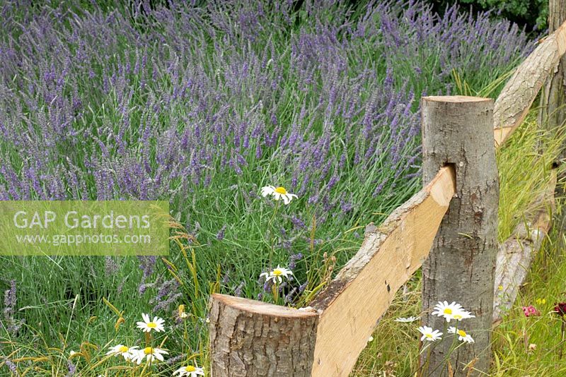 Rustic wooden fence with Leucanthemum vulgare and Lavendula. The Lavender Garden designed by Sara Warren, Donna King and Paula Napper. Hampton Court 2016. Gold Medal Winner