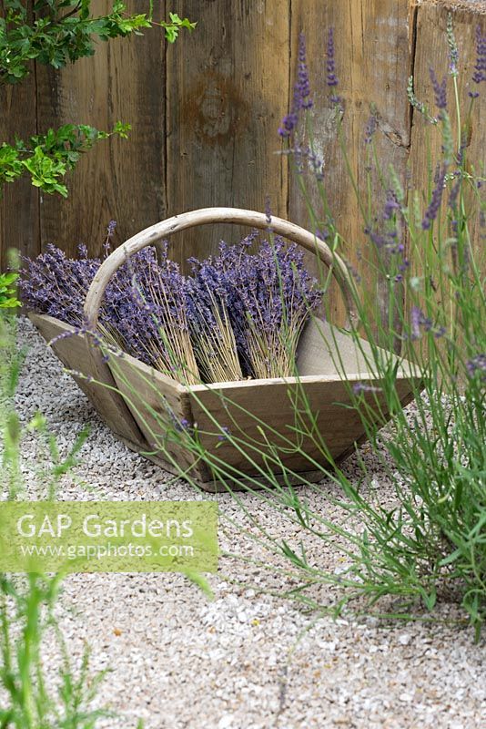 A wooden trug with bunches of Lavender flowers.  The Lavender Garden designed by Sara Warren, Donna King and Paula Napper. Hampton Court 2016.  Gold Medal Winner