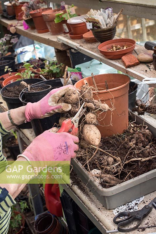 Gardener cutting off shriveled Dahlia Tubers from rootstock - March - Oxfordshire