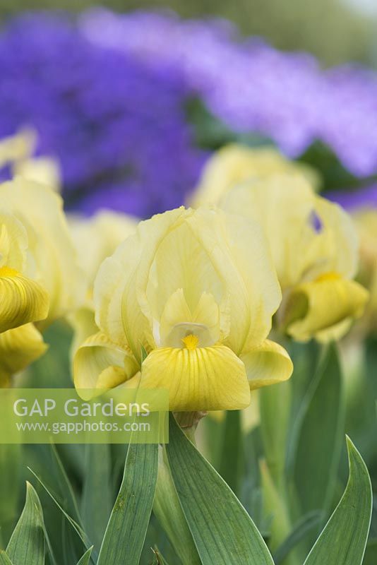 Iris lutescens - Crimean iris - April - Oxfordshire