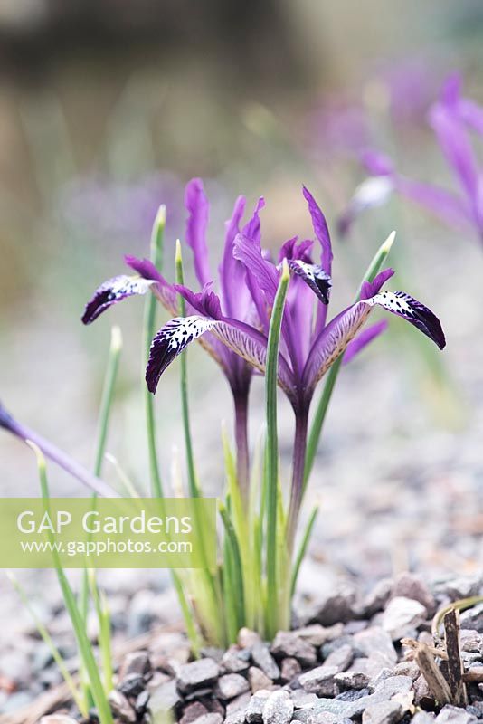 Iris reticulata 'Spot On' flowers in a rockery - March - Oxfordshire 