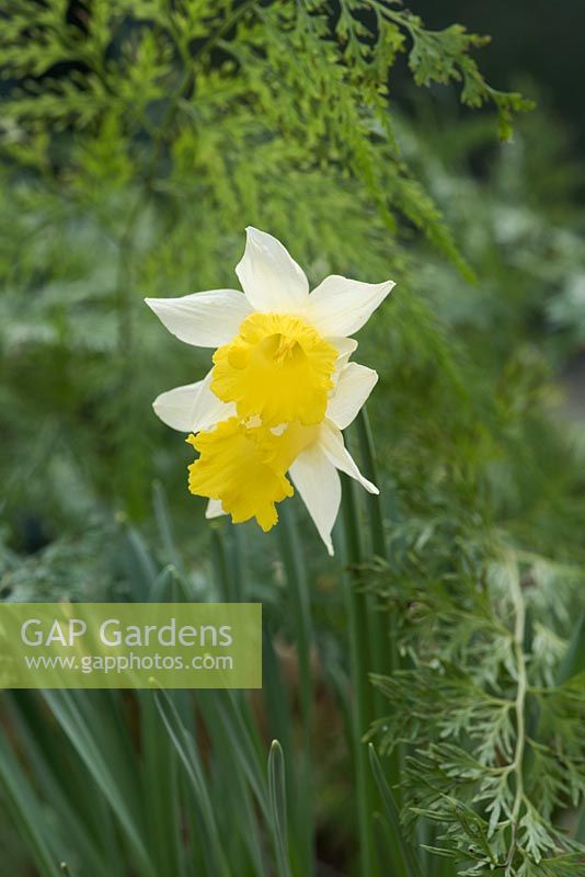 Narcissus topolino - Trumpet daffodil - March - Surrey