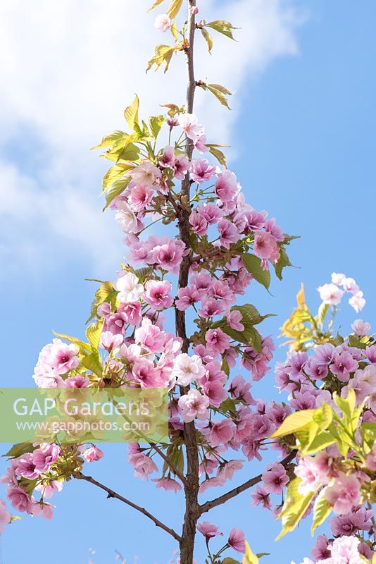 Prunus matsumae 'Mathimur Zakura' -  Cherry tree blossom - Oxfordshire - April