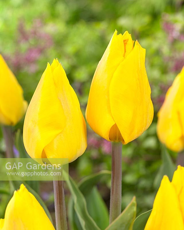 Tulipa 'Yellow Flair'