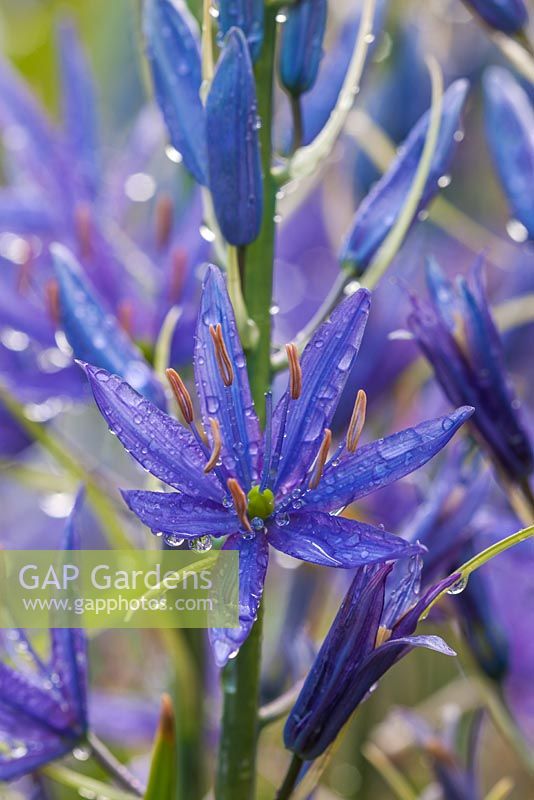 Camassia 'Maybelle'