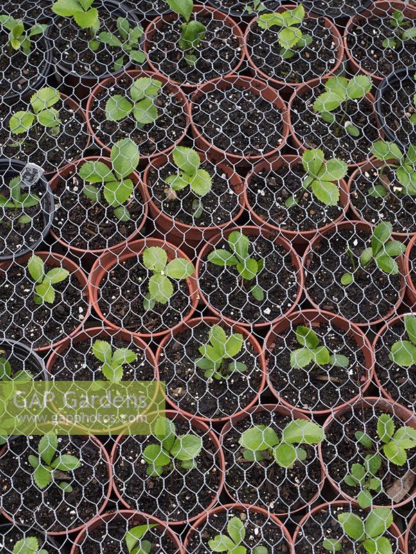 Helleborus seedlings in spring protected by wire from birds, rabbits, mice