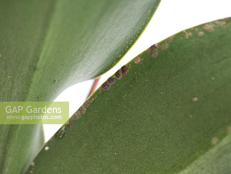 Orchid pests - Scale and mealy bug produce sticky honeydew and sicken plant