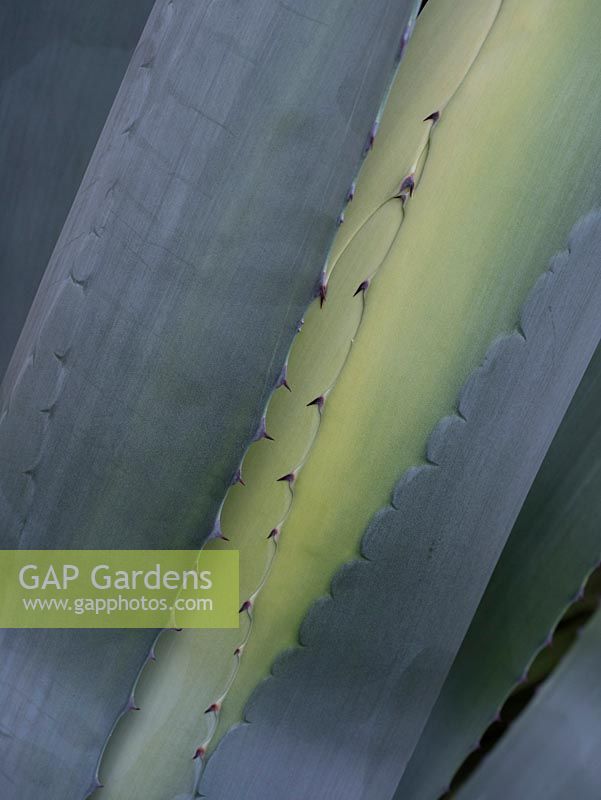 Agave americana detail of emerging leaves and thorns