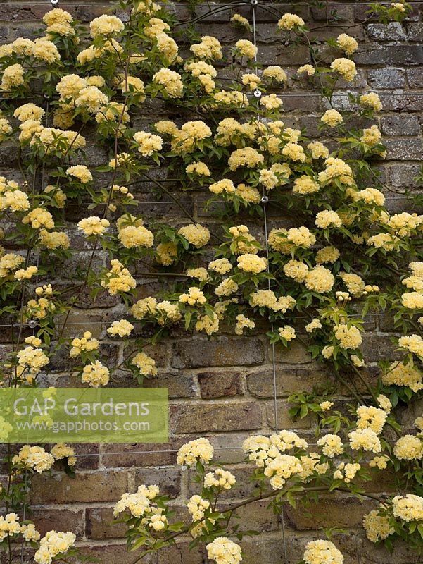 Rosa banksiae 'Lutea' climbing up brick wall with steel supports in place