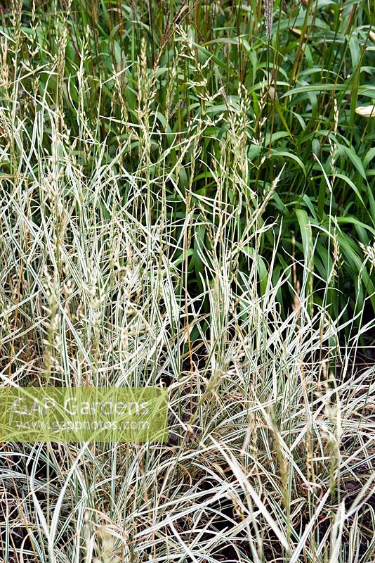 Arrhenatherum elatius ssp. bulbosum 'Variegatum', tuber oat grass, late summer